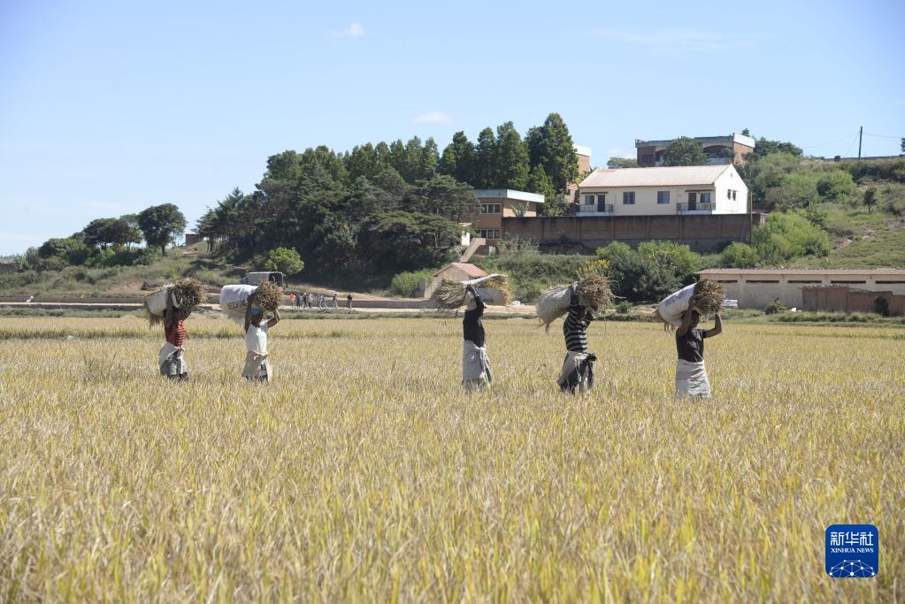 Le riz hybride chinois pousse à Madagascar