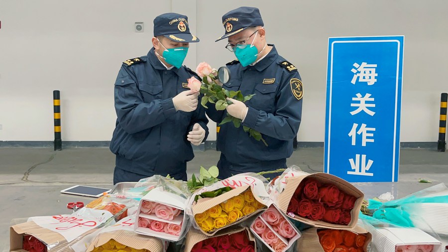 Des douaniers de l'aéroport international Huanghua de Changsha contr?lent des roses fra?chement coupées importées d'Afrique à Changsha, dans la province chinoise du Hunan, le 12 janvier 2023. (Photo fournie par les douanes de Changsha)