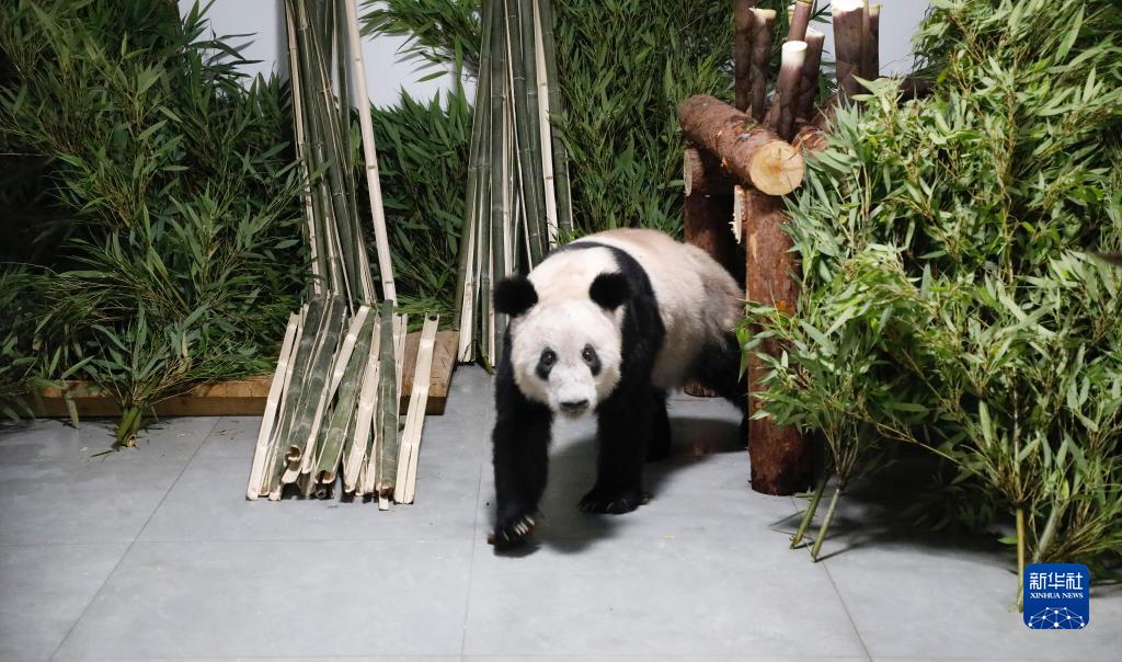 Le panda géant Ya Ya est revenu?sain et sauf au zoo de Beijing