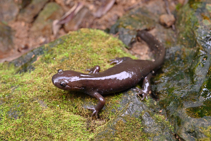 La salamandre du bambou (Hynobius bambusicolus ou 虛竹小鯢 en chinois). (Photo / Le Quotidien du Peuple en ligne)