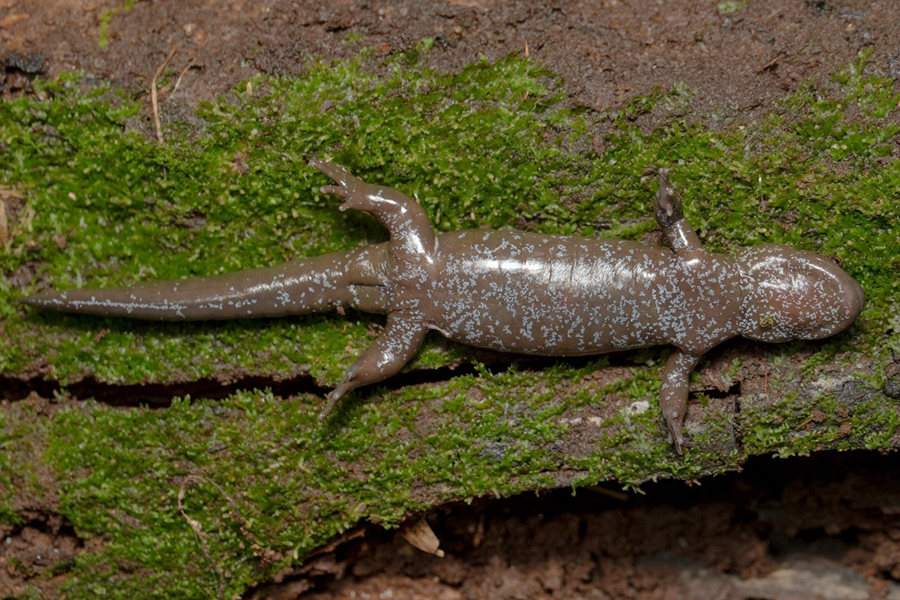 Fujian : une nouvelle espèce de salamandre découverte dans la réserve naturelle nationale de Meihuashan