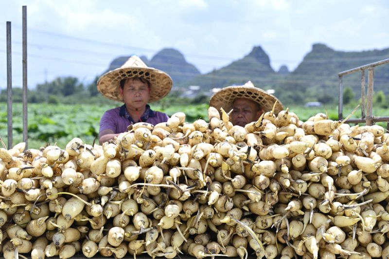 Guangxi : les?racines de lotus entrent en période de récolte