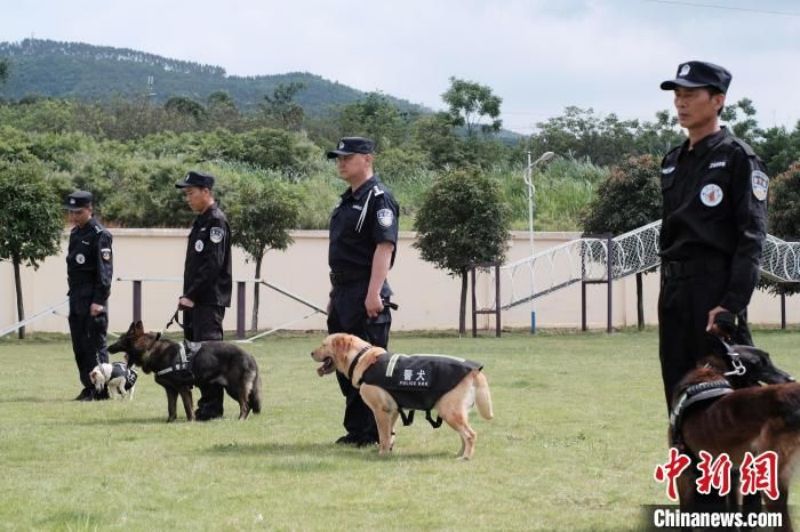 Guangxi : des élèves participent à un entra?nement avec des chiens policiers