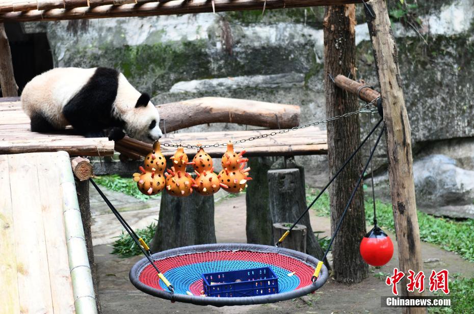 Le zoo de Chongqing fête le 1er juin