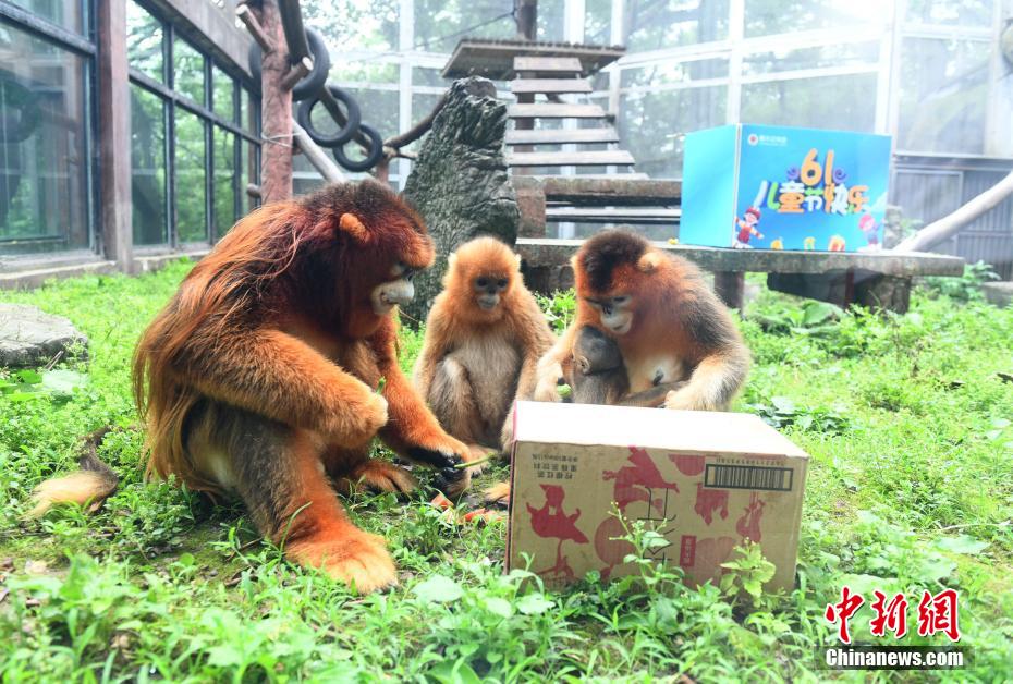 Le zoo de Chongqing fête le 1er juin