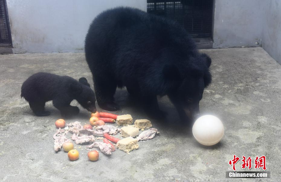 Le zoo de Chongqing fête le 1er juin