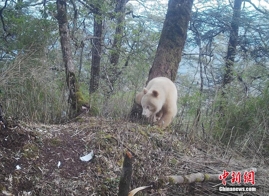 Sichuan : première publication d'une photo d'un panda géant blanc unique au monde