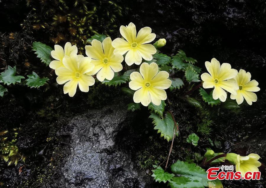 Sichuan : découverte de cinq nouvelles espèces de plantes