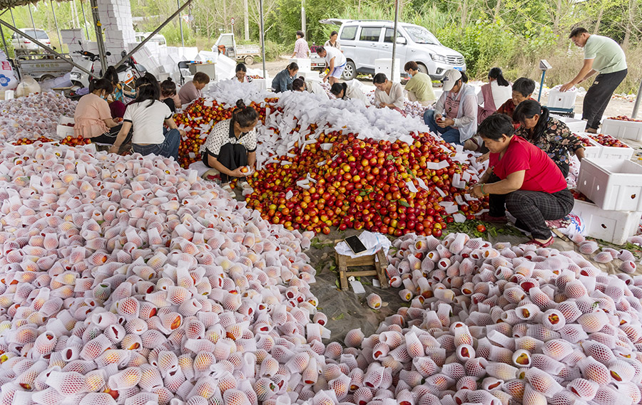 Anhui : la récolte des?pêches fra?ches à Dangshan