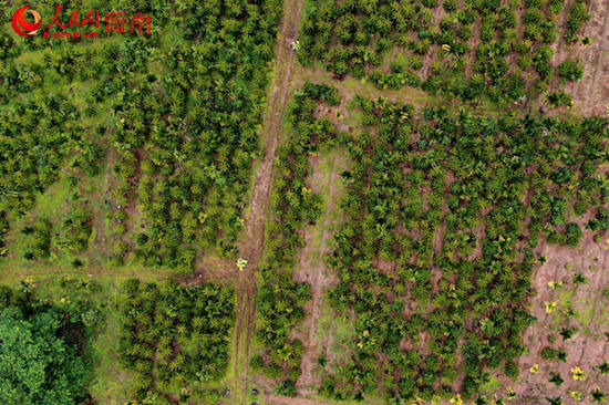 Une photo aérienne de la plantation de café de Hainan Agricultural Reclamation Hot Work Industry Group, installée sur des terres récupérées sur la mer. (Meng Fansheng / Le Quotidien du Peuple en ligne)