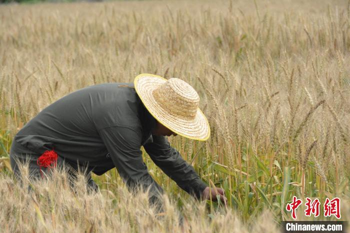 Henan : le blé coloré et spécial de Xinxiang