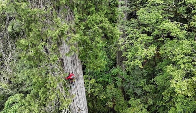 La découverte d'un cyprès géant pulvérise le record de l'arbre le plus haut de Chine