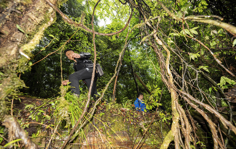 La découverte d'un cyprès géant pulvérise le record de l'arbre le plus haut de Chine