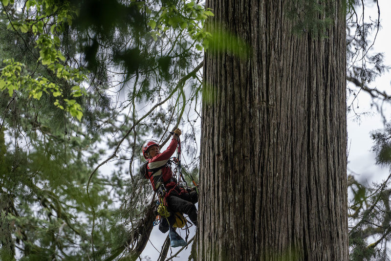 La découverte d'un cyprès géant pulvérise le record de l'arbre le plus haut de Chine