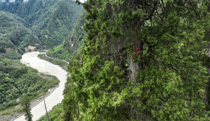 La découverte d'un cyprès géant pulvérise le record de l'arbre le plus haut de Chine