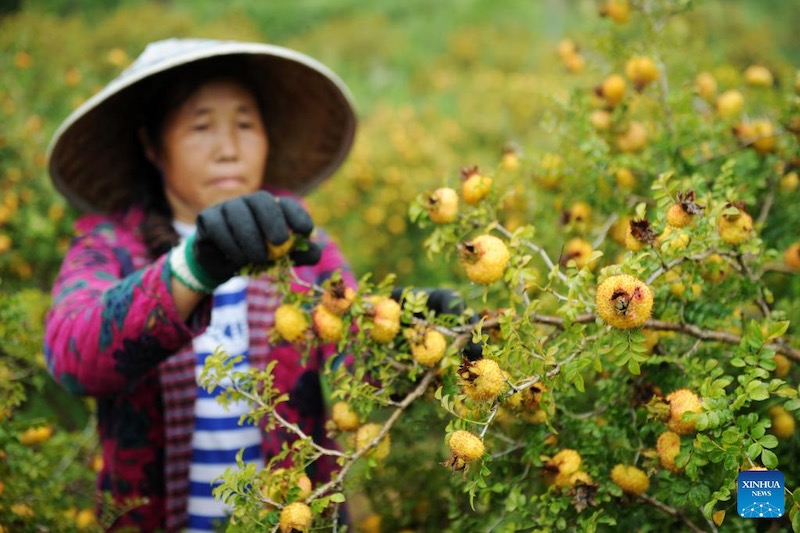 Guizhou?: la culture de la poire épineuse s'avère fructueuse pour les agriculteurs de montagne