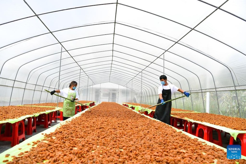 Guizhou?: la culture de la poire épineuse s'avère fructueuse pour les agriculteurs de montagne