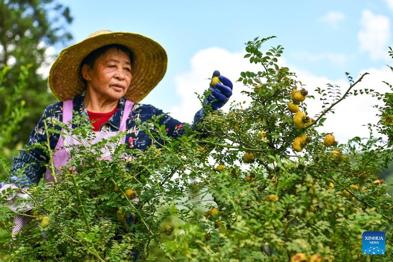 Guizhou?: la culture de la poire épineuse s'avère fructueuse pour les agriculteurs de montagne