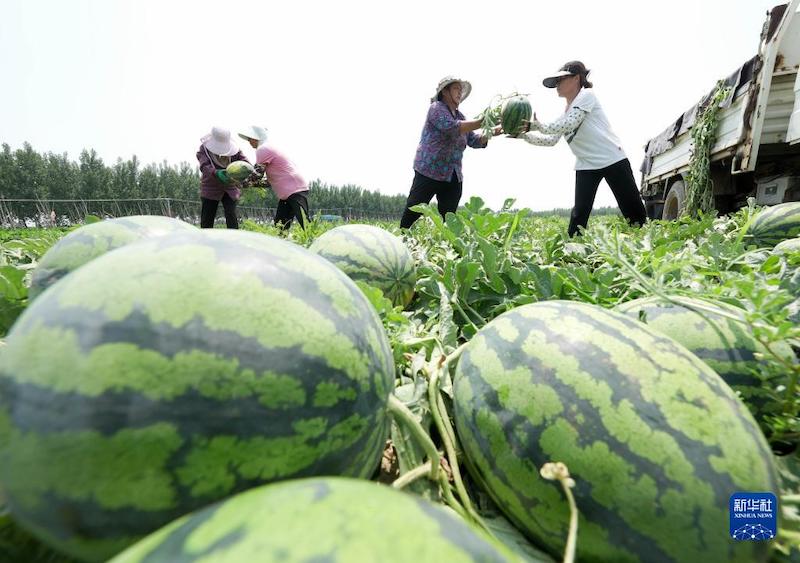 Hebei : La saison de la cueillette des pastèques