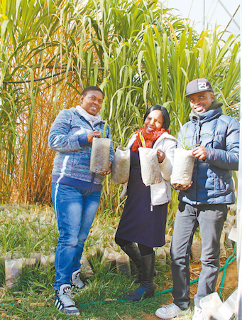 Dans la banlieue de Maseru, la capitale du Lesotho, des agriculteurs locaux apprenant les techniques de plantation d'herbe fongique prennent une photo de groupe devant la serre à champignons. (Wan Yu / Le Quotidien du Peuple)