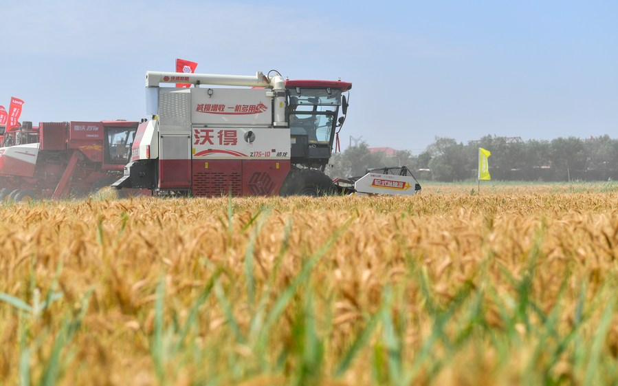 Des moissonneuses travaillent lors d'une manifestation organisée par le gouvernement local afin de présenter les machines agricoles dans le bourg de Caigongzhuang de l'arrondissement de Jinghai, à Tianjin, dans le nord de la Chine, le 11 juin 2023. (Photo : Sun Fanyue)