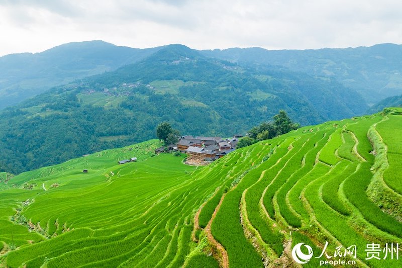 Guizhou: les champs en terrasses pittoresques dans les montagnes à Jiabang