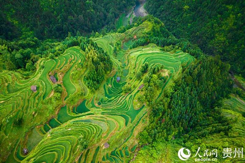 Guizhou: les champs en terrasses pittoresques dans les montagnes à Jiabang