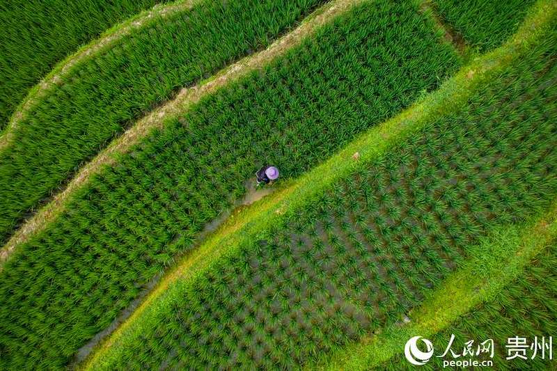 Guizhou: les champs en terrasses pittoresques dans les montagnes à Jiabang