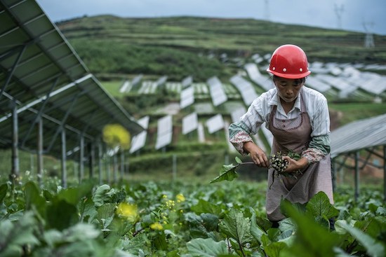 Un villageois cueille des légumes dans une centrale photovolta?que du comté autonome Yi, Hui et Miao de Weining, à Bijie, dans la province du Guizhou (sud-ouest de la Chine), le 24 ao?t 2021. (Photo / Xinhua)