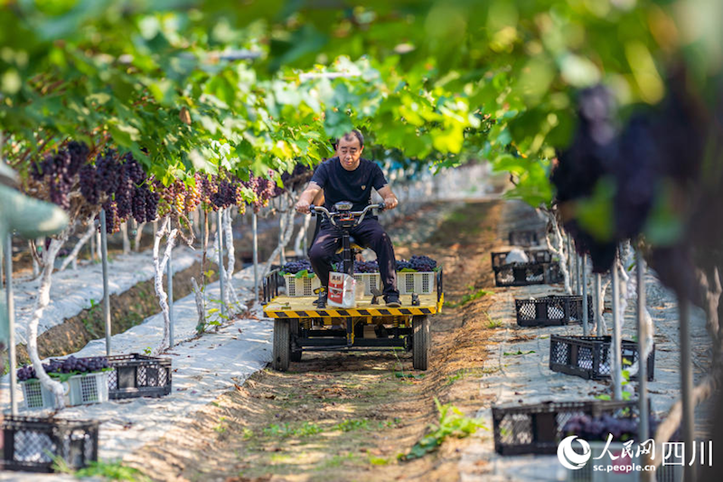 Sichuan : Ouverture de la saison des vendanges dans la ville de Meishan