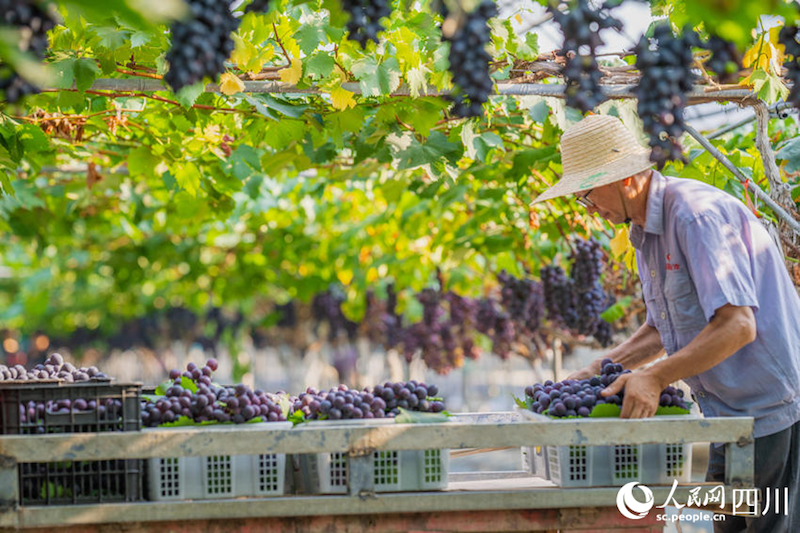 Sichuan : Ouverture de la saison des vendanges dans la ville de Meishan