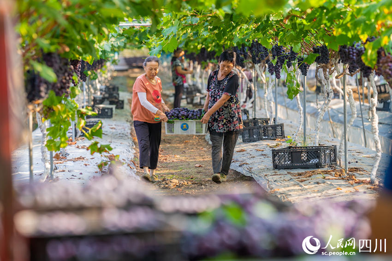 Sichuan : Ouverture de la saison des vendanges dans la ville de Meishan