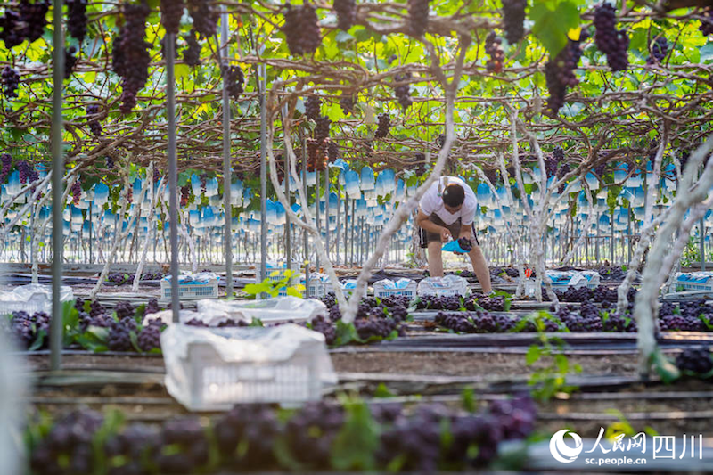 Sichuan : Ouverture de la saison des vendanges dans la ville de Meishan