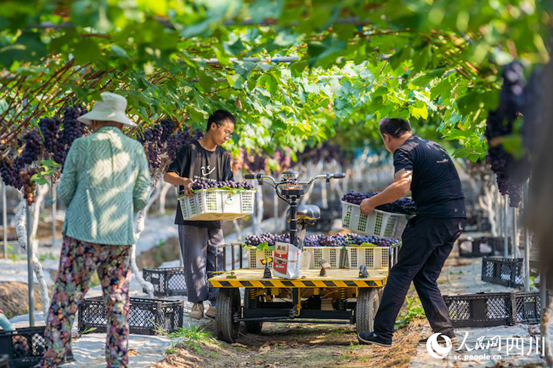 Sichuan : Ouverture de la saison des vendanges dans la ville de Meishan