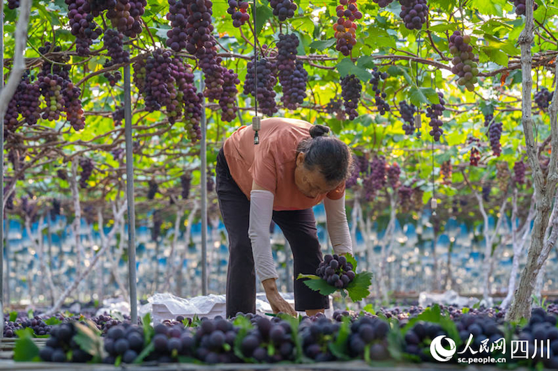 Sichuan : Ouverture de la saison des vendanges dans la ville de Meishan