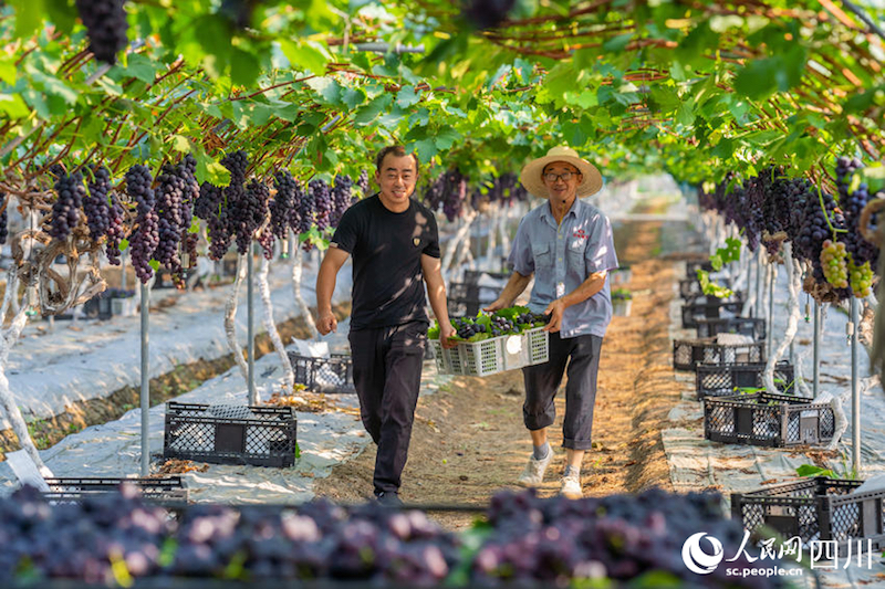 Sichuan : Ouverture de la saison des vendanges dans la ville de Meishan