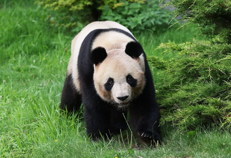 La France a fait ses adieux à Yuan Meng