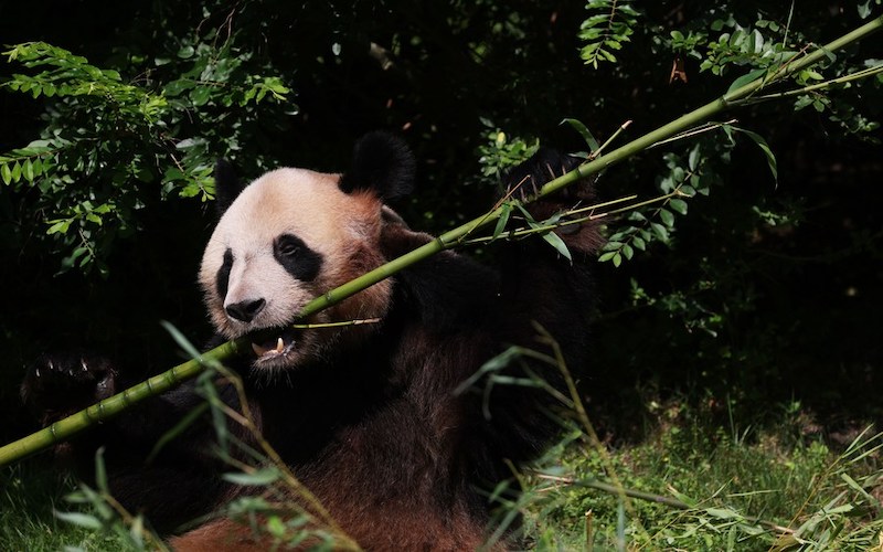 La France a fait ses adieux à Yuan Meng