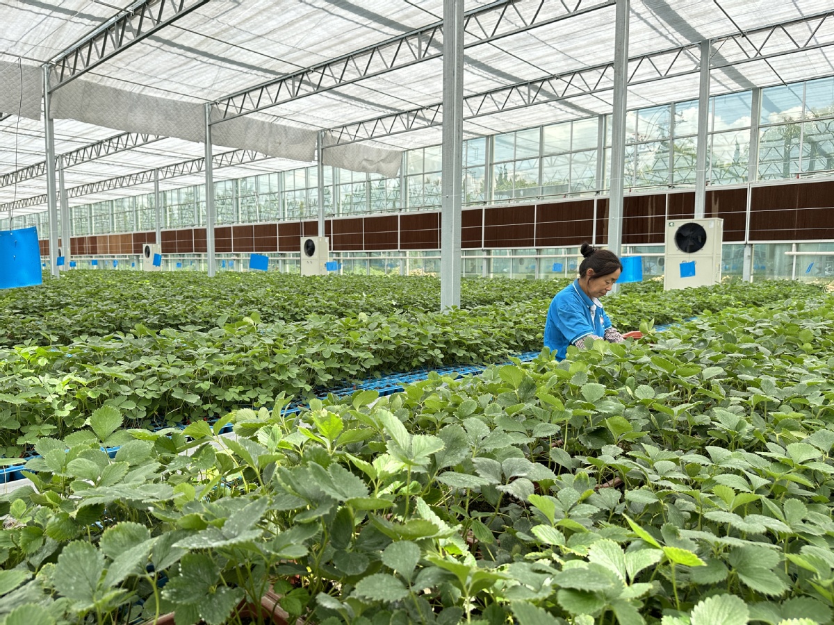 Une agricultrice s'occupe des jeunes plants dans une serre à Dawang dans le comté de Guanrao. (Zhao Ruixue/chinadaily.com.cn)