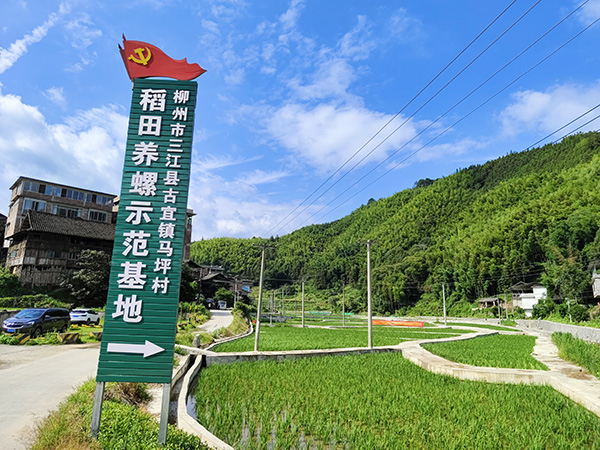 Une base de démonstration pour l'élevage d'escargots dans les rizières. (Photo Li Ning)