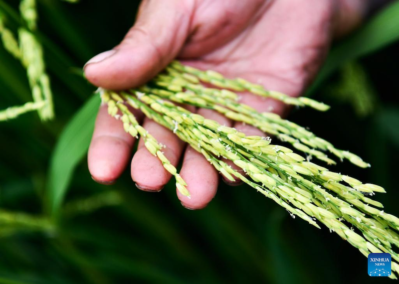 Le comté de Cengong, producteur de riz incontournable en Chine