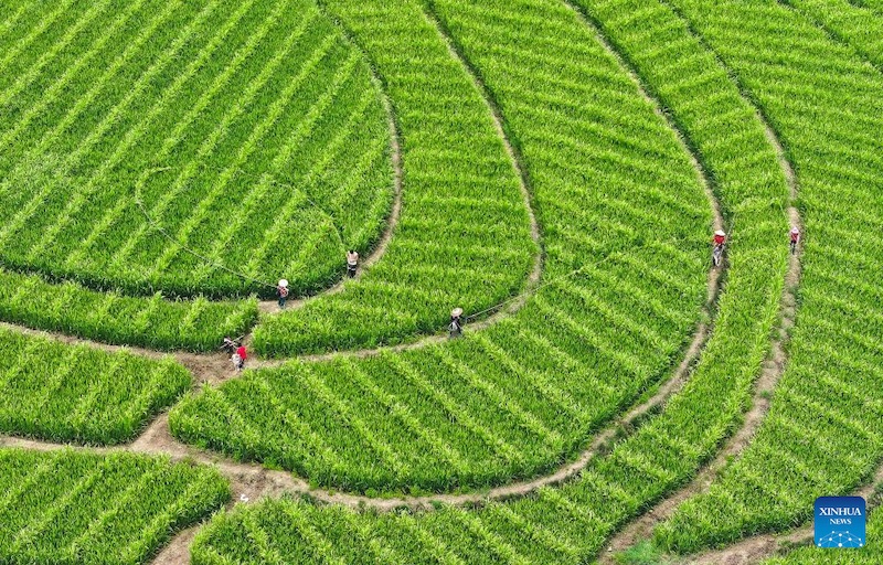 Le comté de Cengong, producteur de riz incontournable en Chine