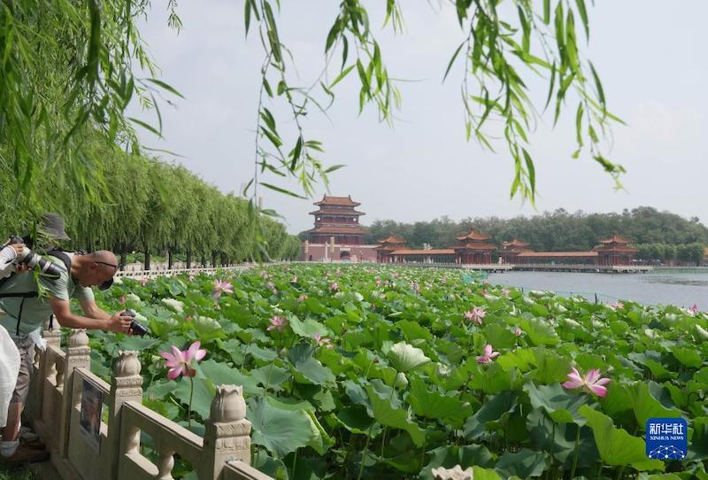 Des touristes prennent des photos de fleurs de lotus dans le jardin de lotus de Nandaihe, situé dans le district de Funing de la ville de Qinghuangdao, dans la province du Hebei (nord de la Chine), le 3 ao?t. (Photo/Xinhua)