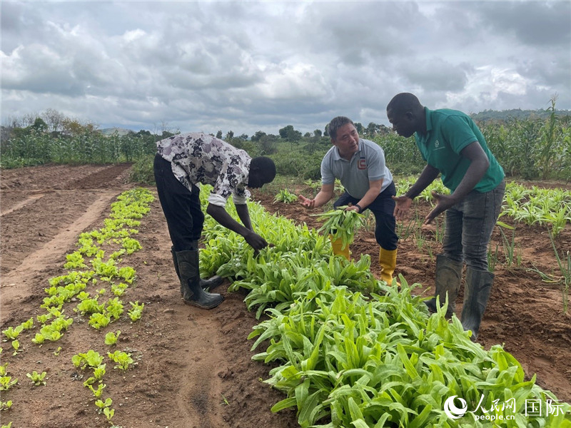 Les experts chinois en technologies agricoles au Nigeria : travailler dur et cultiver des champs prometteurs