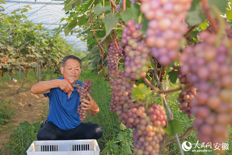 Anhui : le ? village du raisin ? à Huaibei entre dans la saison des vendanges