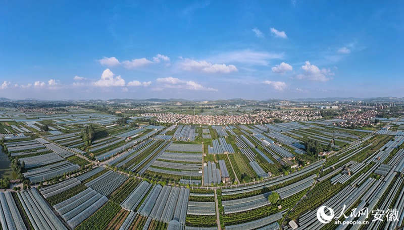 Anhui : le ? village du raisin ? à Huaibei entre dans la saison des vendanges