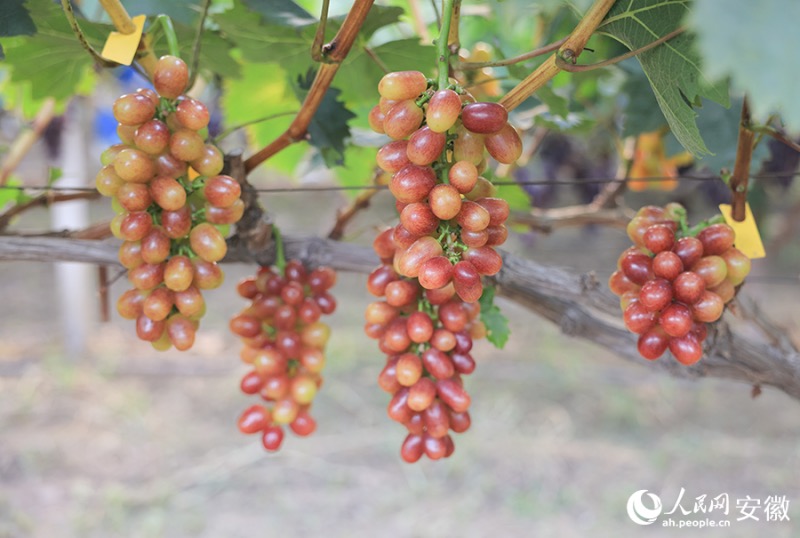 Anhui : le ? village du raisin ? à Huaibei entre dans la saison des vendanges