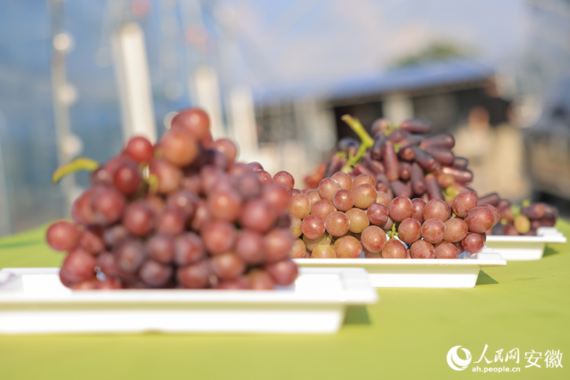 Anhui : le ? village du raisin ? à Huaibei entre dans la saison des vendanges