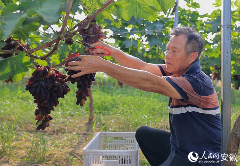 Anhui : le ? village du raisin ? à Huaibei entre dans la saison des vendanges