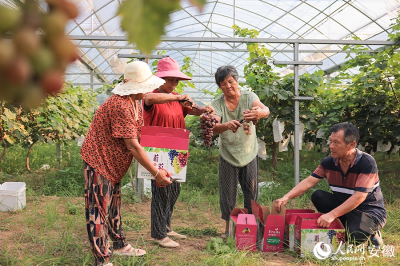 Anhui : le ? village du raisin ? à Huaibei entre dans la saison des vendanges